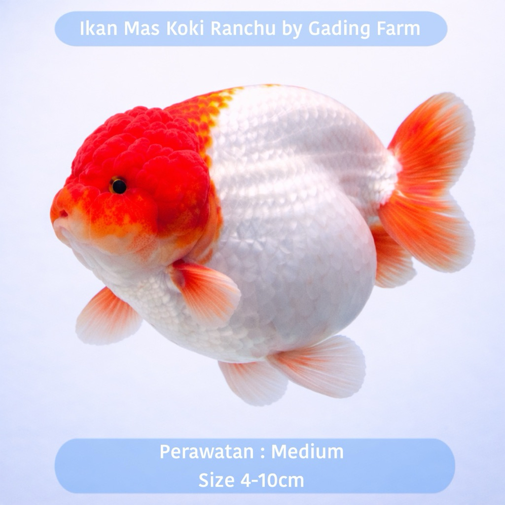 IKAN MAS KOKI / GOLDFISH RANCHU MERAH PUTIH 4-10CM - IKAN HIAS PELIHARAAN AQUARIUM - IKAN HIAS AIR T