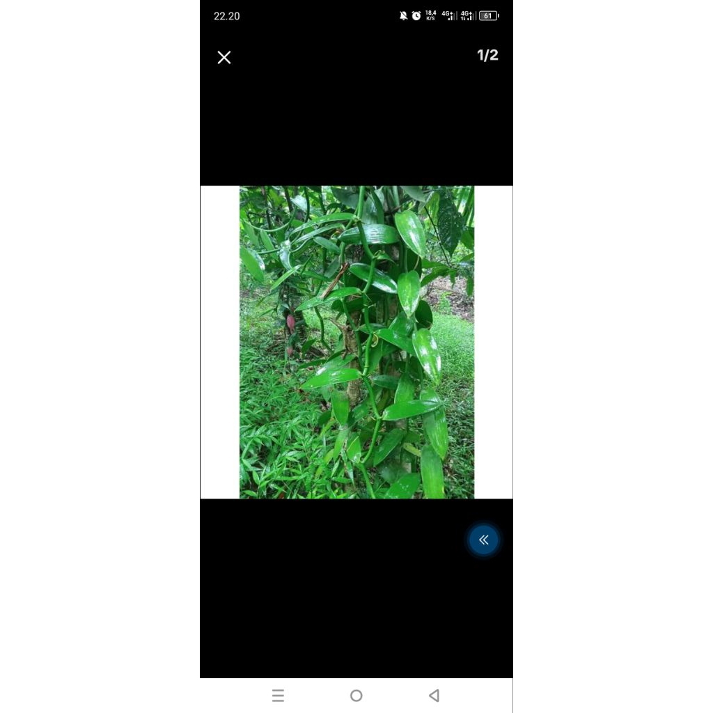 Bibit vanili vanili 1 meter batang tua dan besar bibit vanili asli