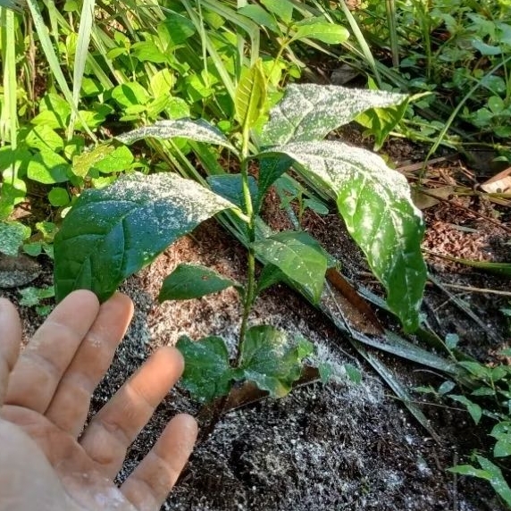 Bibit Kopi Robusta Unggul Siap Tanam