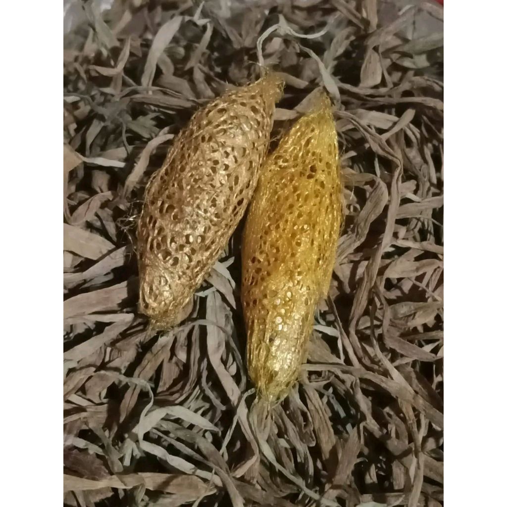 kepompong sutra emas