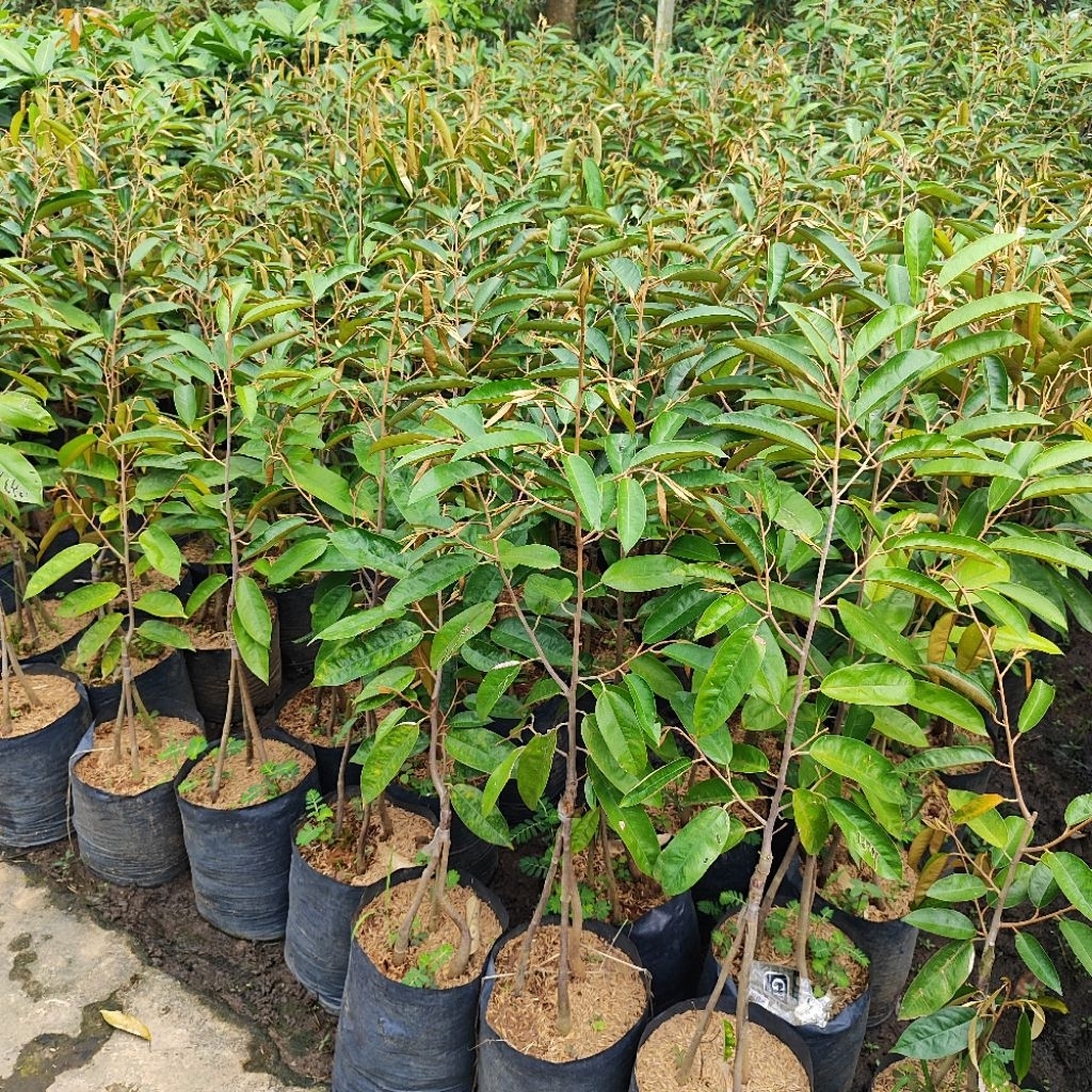 Bibit Durian Terlengkap Durian Genjah Pohon Durian Pendek Cepat Berbuah Jaminan Asli / Valid Bergara