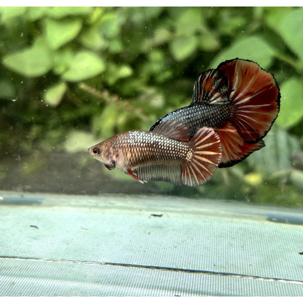 fml HMPK Cooper Nemo