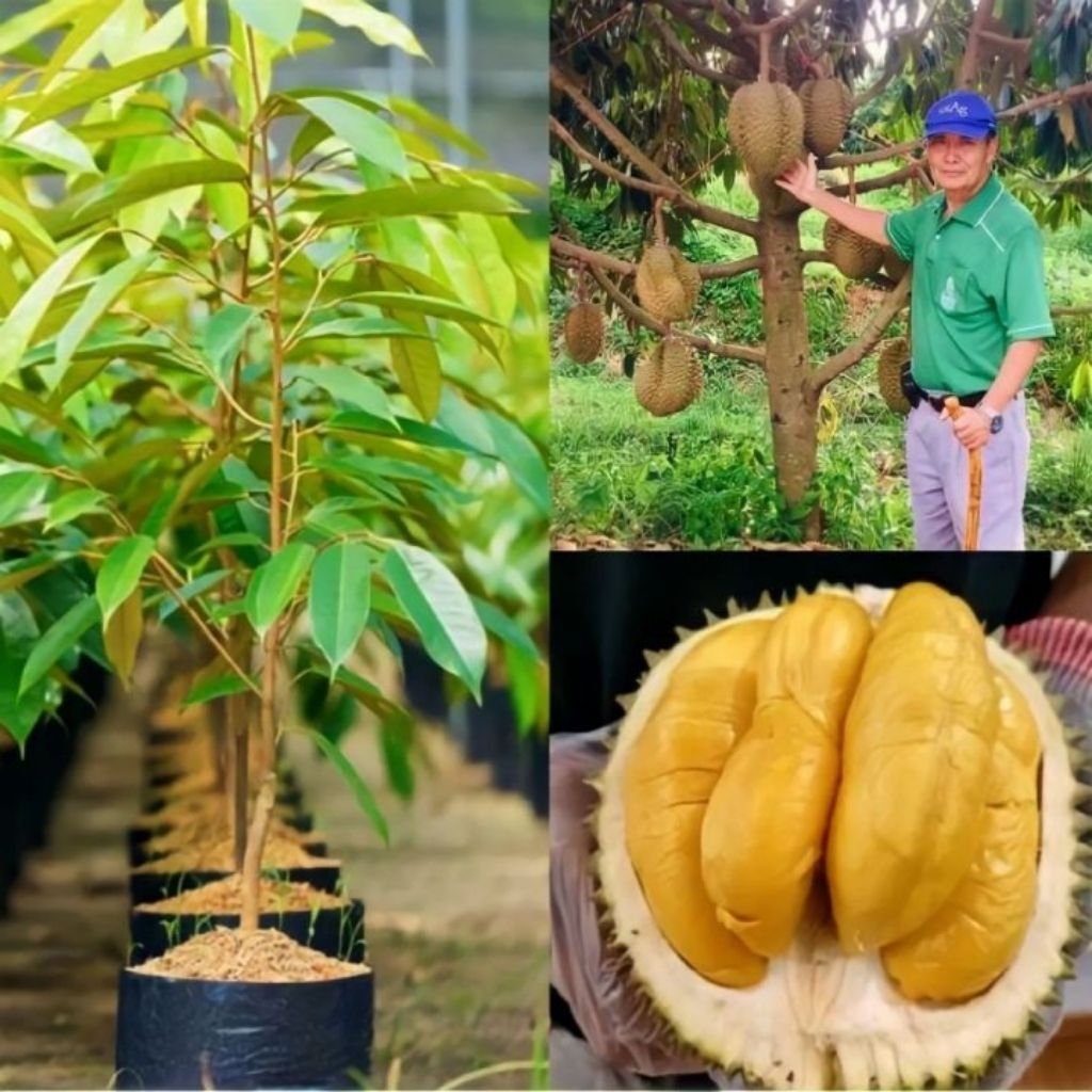 Bibit Durian Musang King Unggul Tinggi ±1 Meter