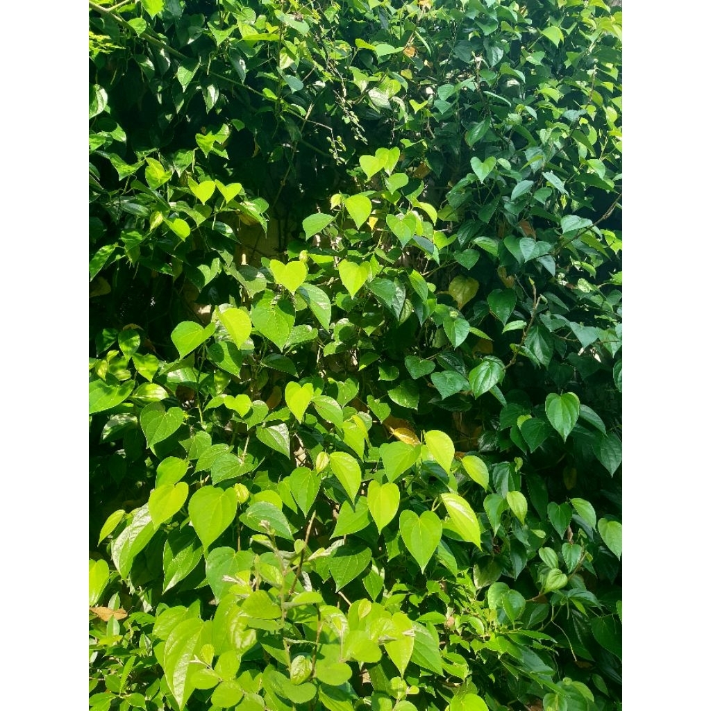 Daun sirih temu ros buat herbal