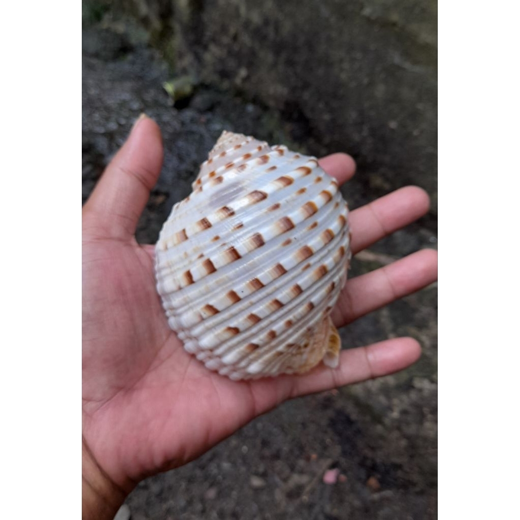 Rumah Kelomang Jumbo Cangkang Tona