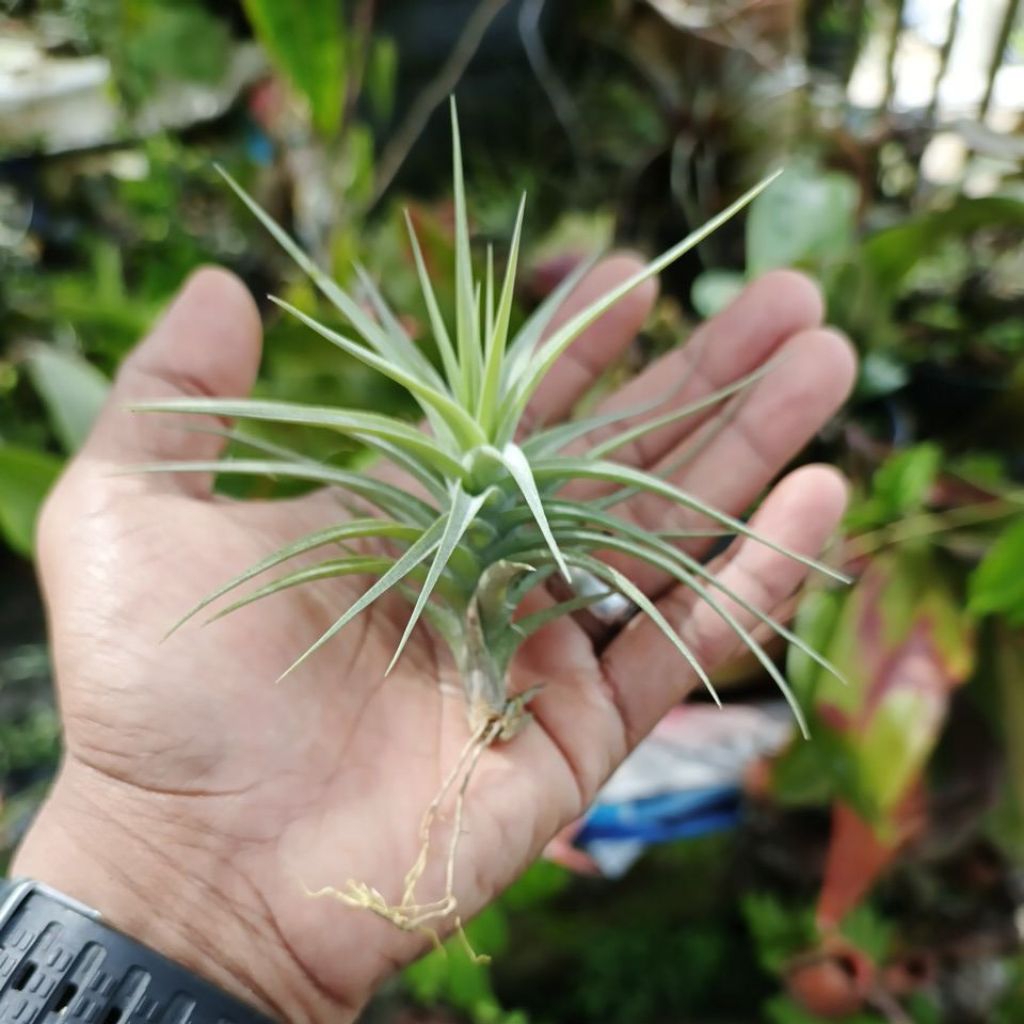 tillandsia bergeri