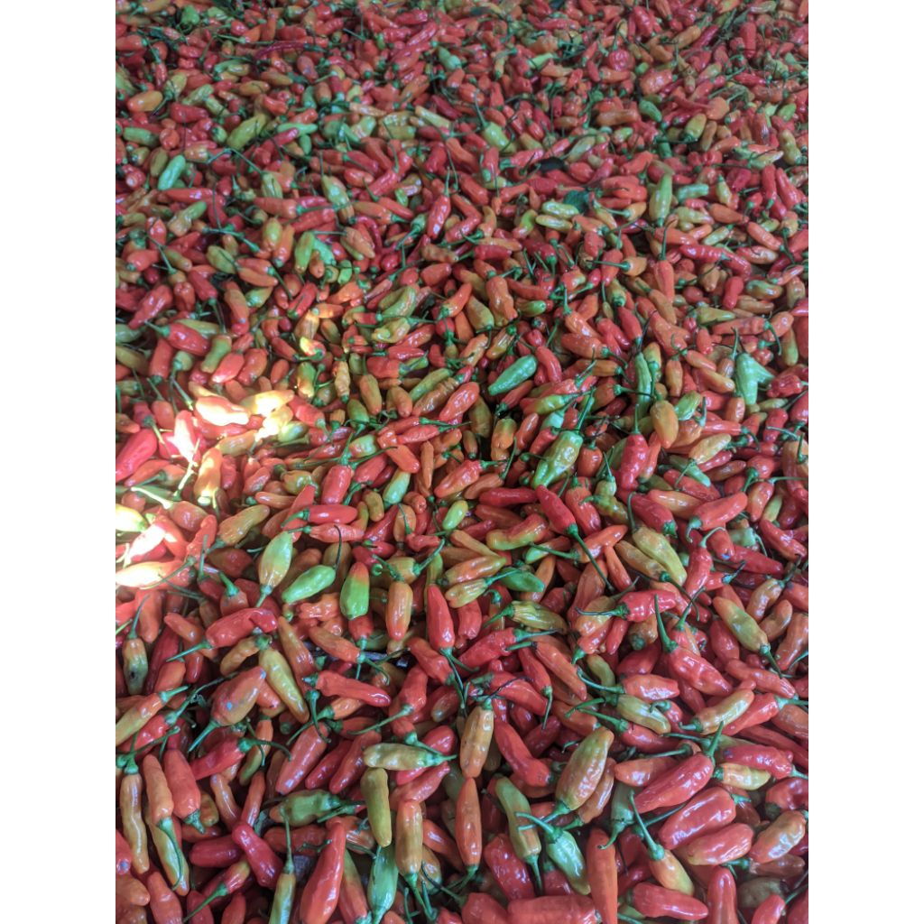 CABE RAWIT MERAH LOKAL SEGER
