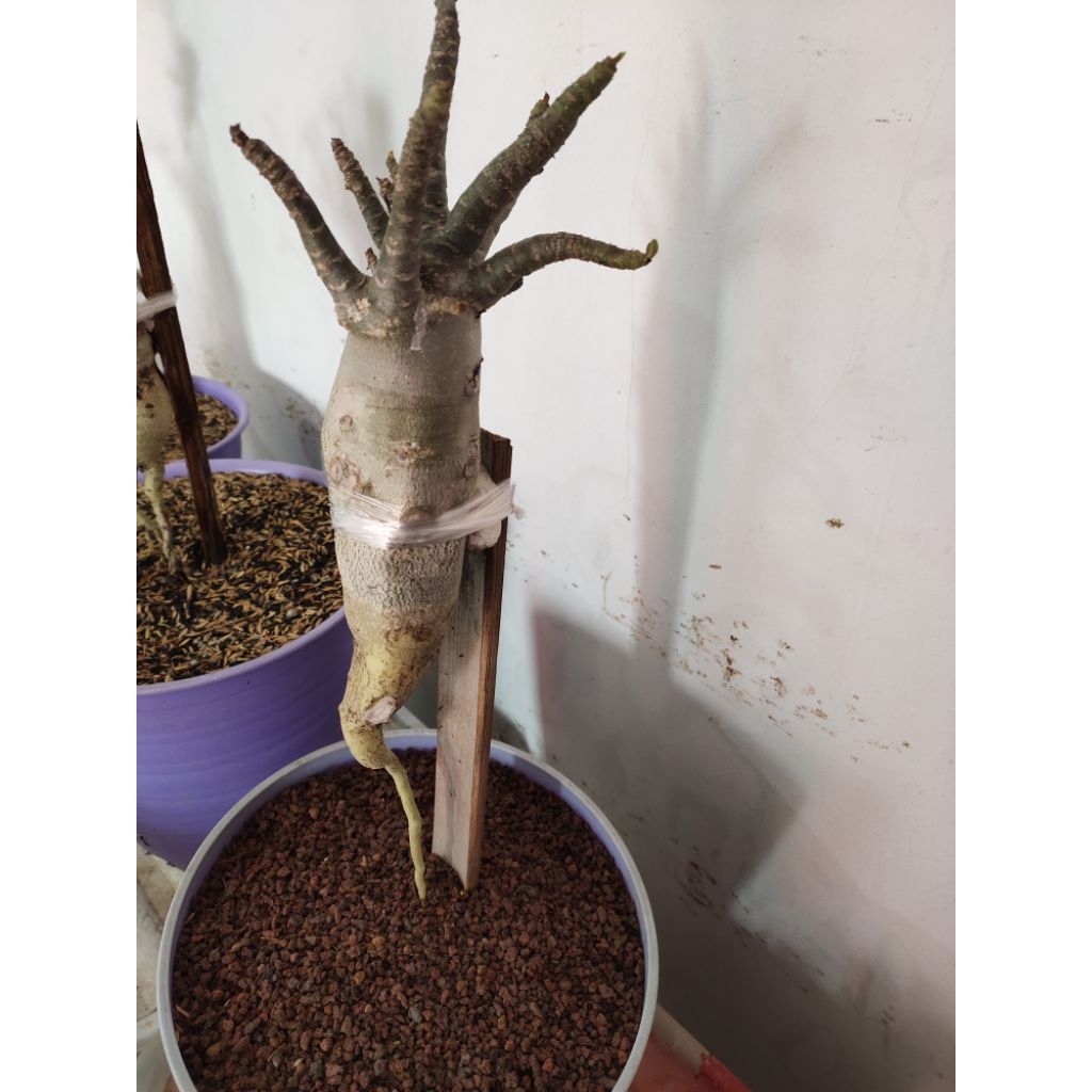 adenium thaisoco long codek