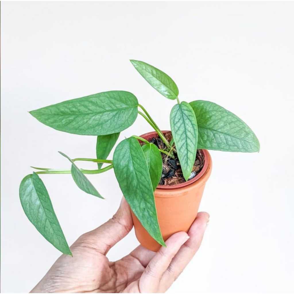 Tanaman hias murah - pohon epipremnum cebublue silver