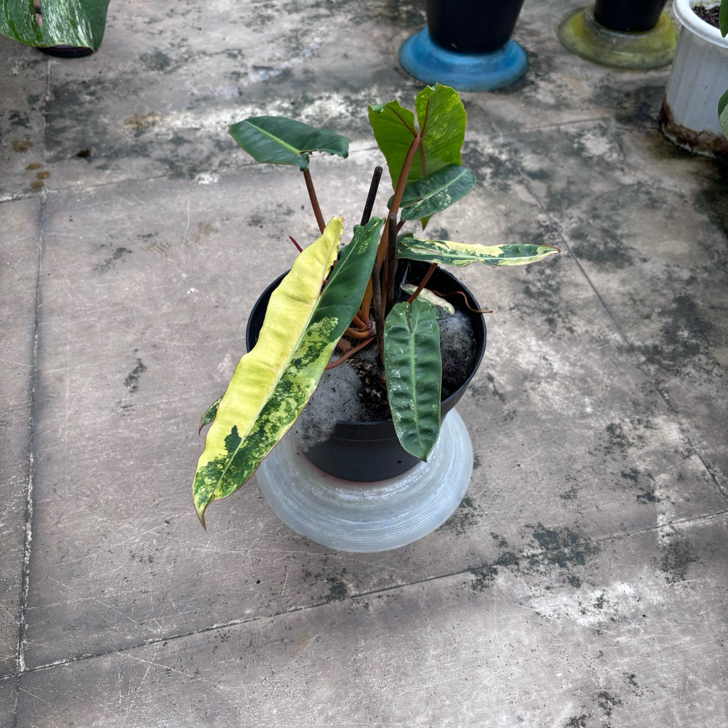 Philodendron Billietiae Variegata - 6 Daun