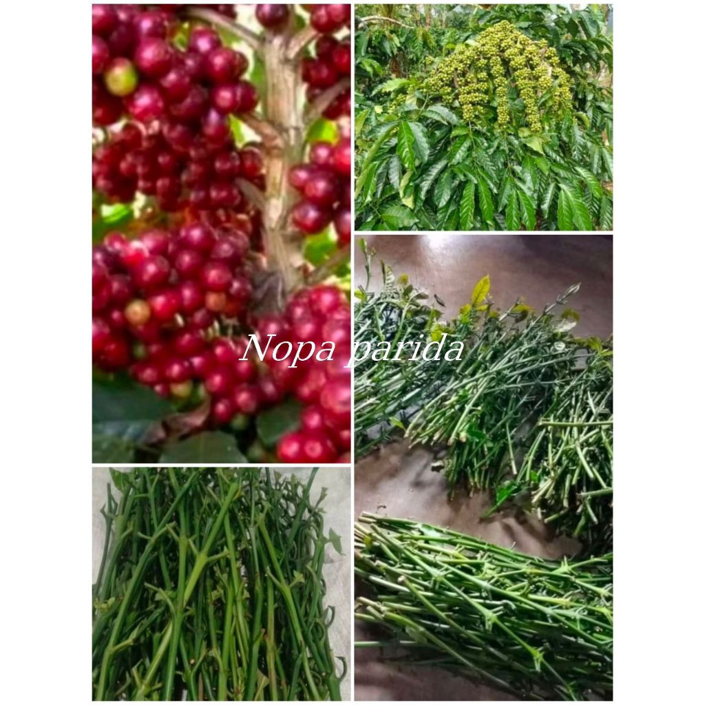 stek entres stek kopi robusta