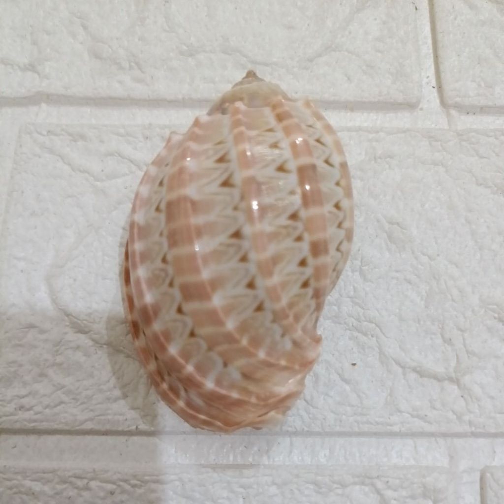 Jual Cangkang Kerang Harpa Harpa 6,1cm