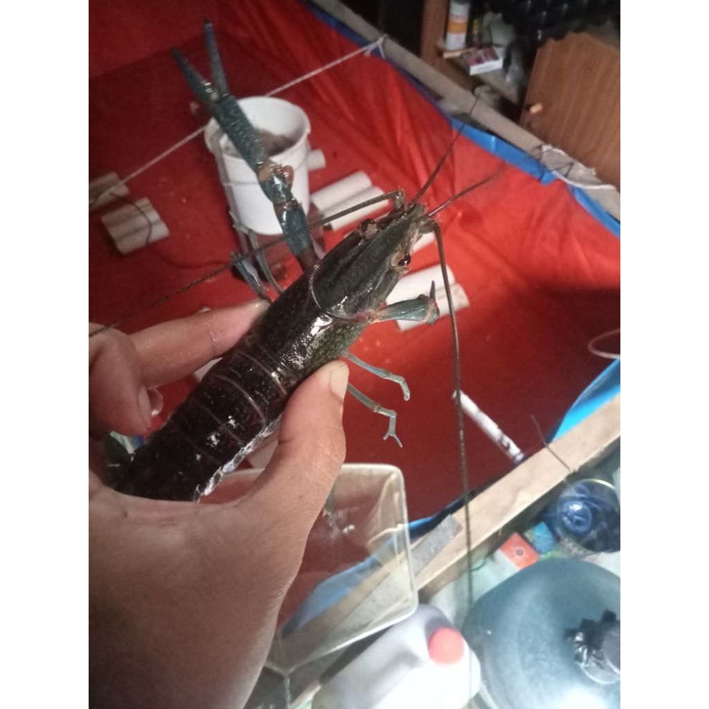 Lobster air tawar 5inc hidup