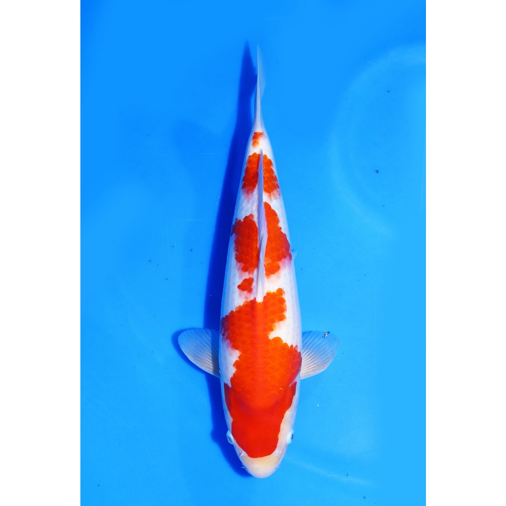 TKC Koi Import Kohaku Marudo Koi Farm Size 40 cm - Tropikal Koi