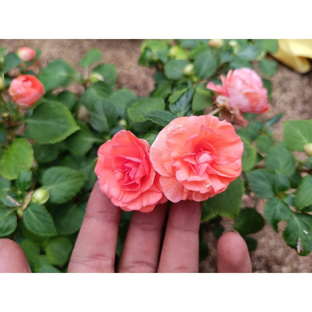 begonia mawar tanaman hias bunga begonia bunga orange super rimbun sudah berbunga