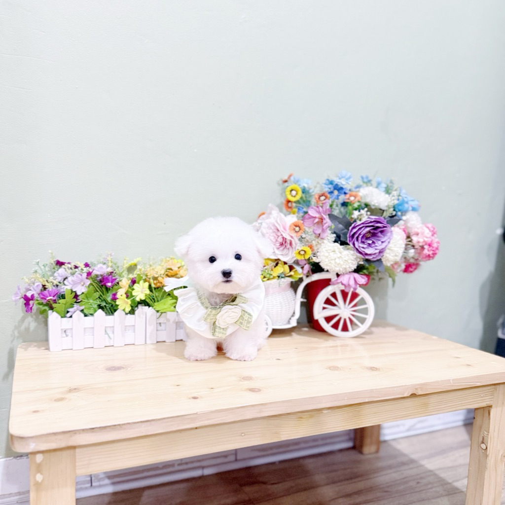 korean mini bichon male bloodline import korea super cute face puppy puppies pupy bichon korea