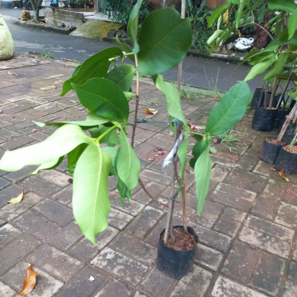 Bibit Jambu Air Salju Cangkok