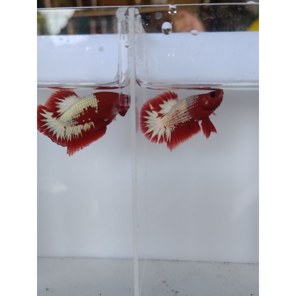 BAHANAN FCCP STARTAIL