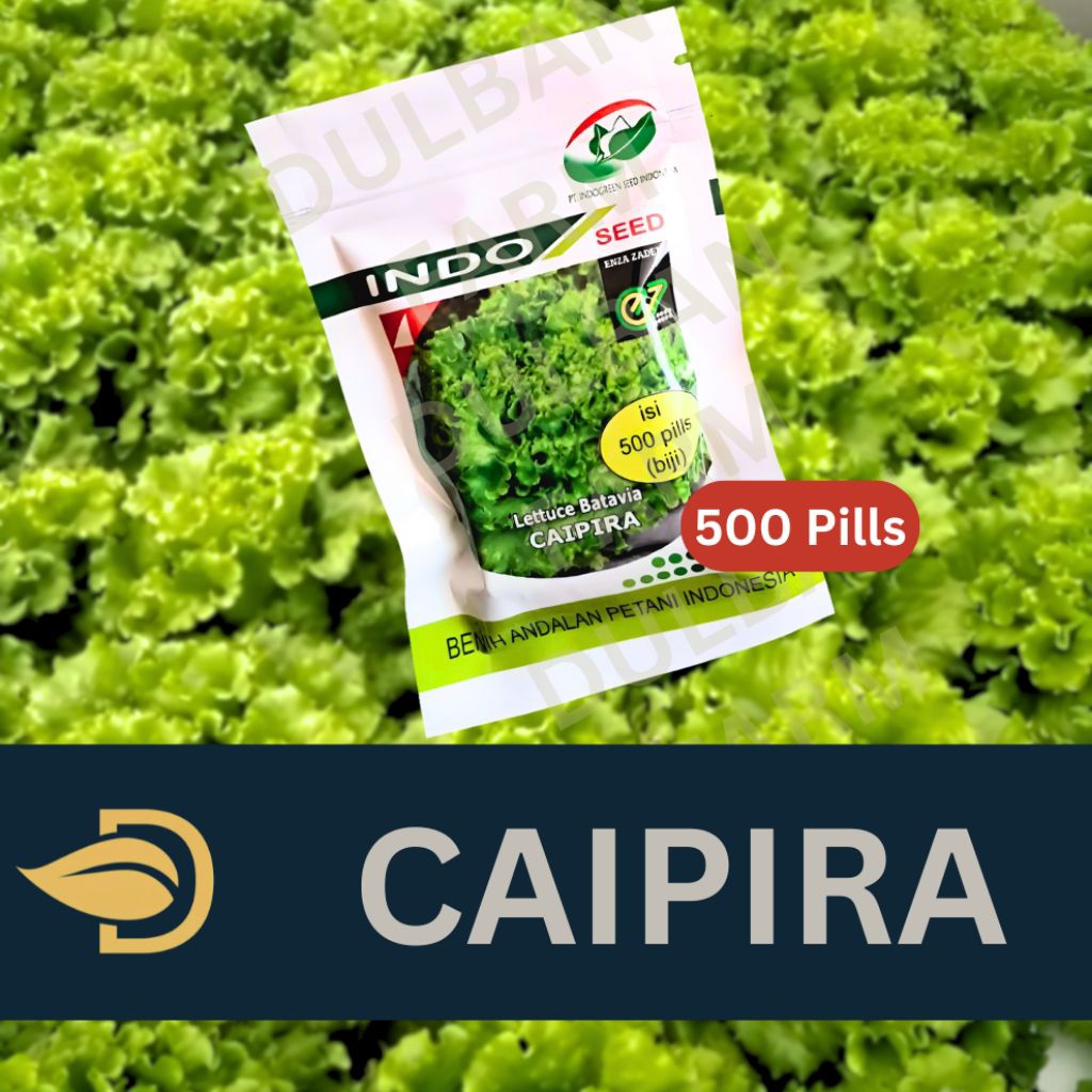 Benih Selada Caipira Lettuce Batavia 500 Pills