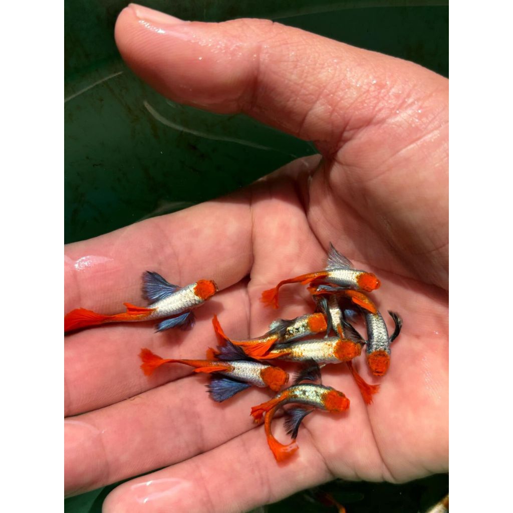 hiasan aquarium ikan Guppy prtde koi -ikan Guppy hias elegan