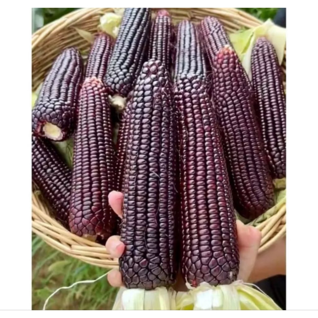 Benih jagung pulut ketan hitam unggul