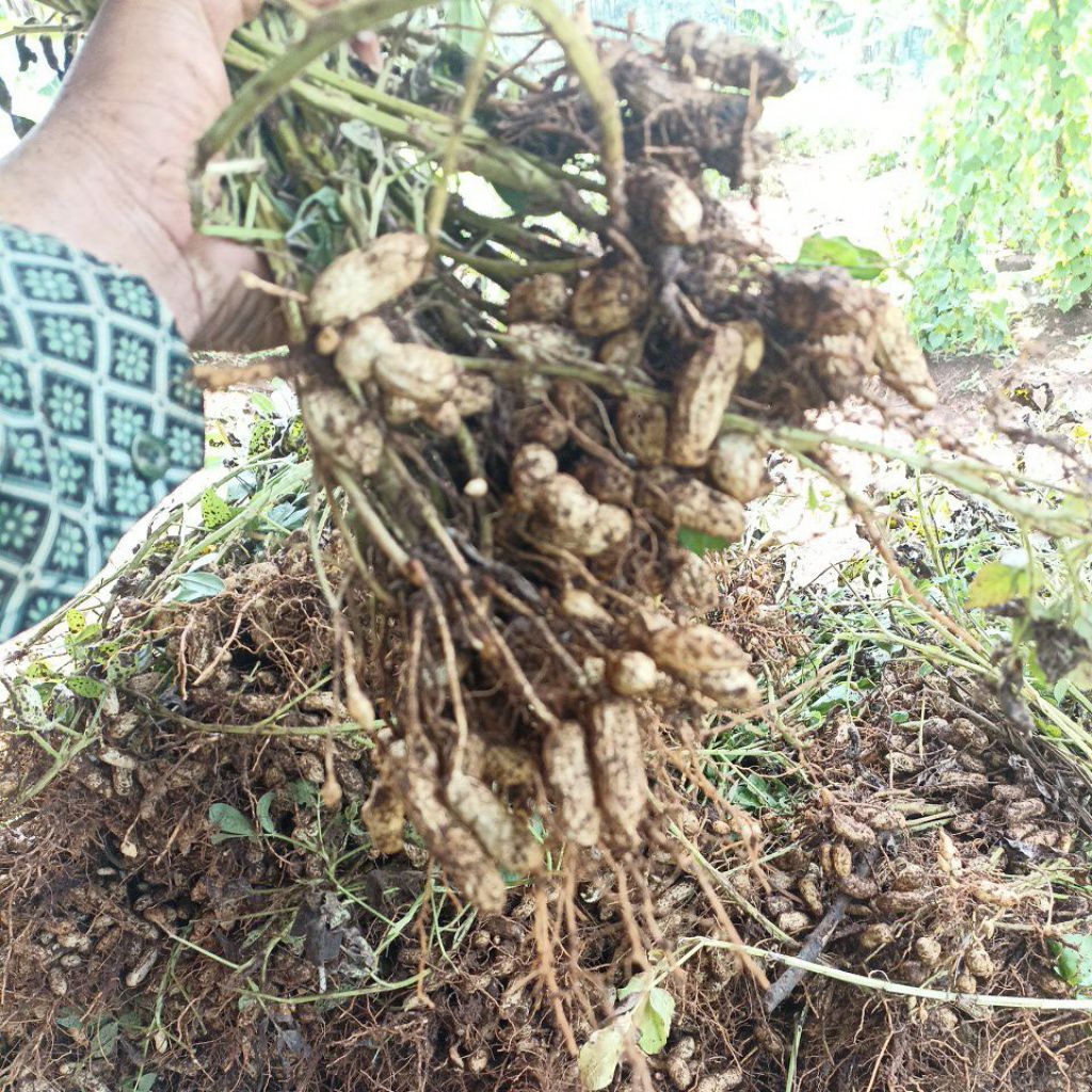 Kacang Tanah/Kacang Kulit/Kacang Rebus Mentah.