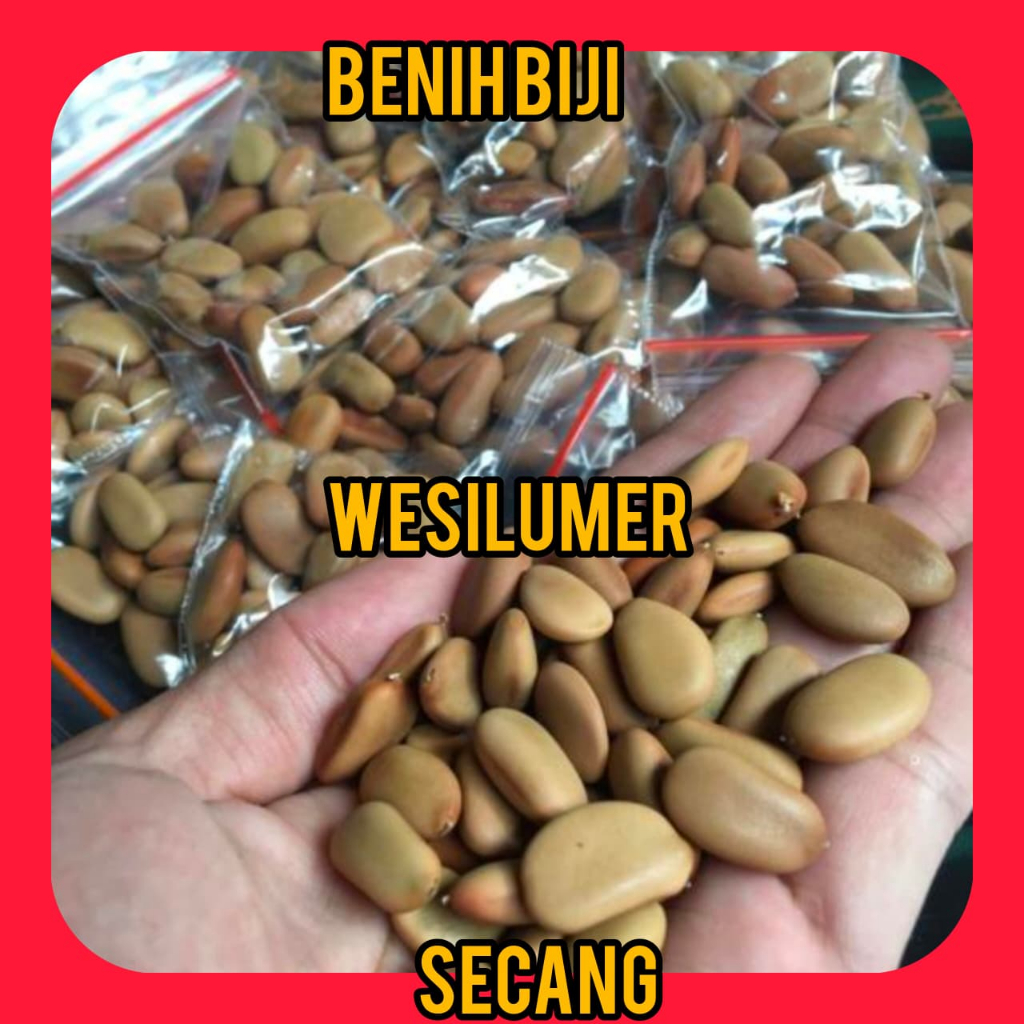 Benih Biji Kayu Secang 10 Butir