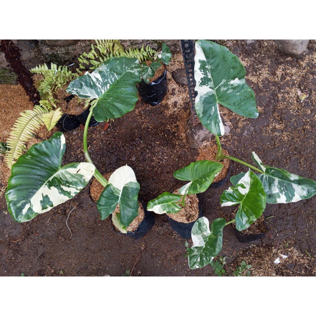 alocasia macrorrhiza varigata isi 5plant.