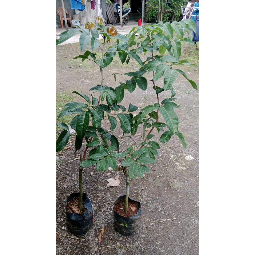 bibit kelengkeng matalada 1,3 meter