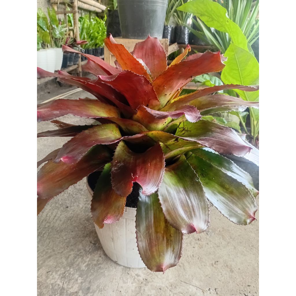 tanaman hias bromelia merah jumbo