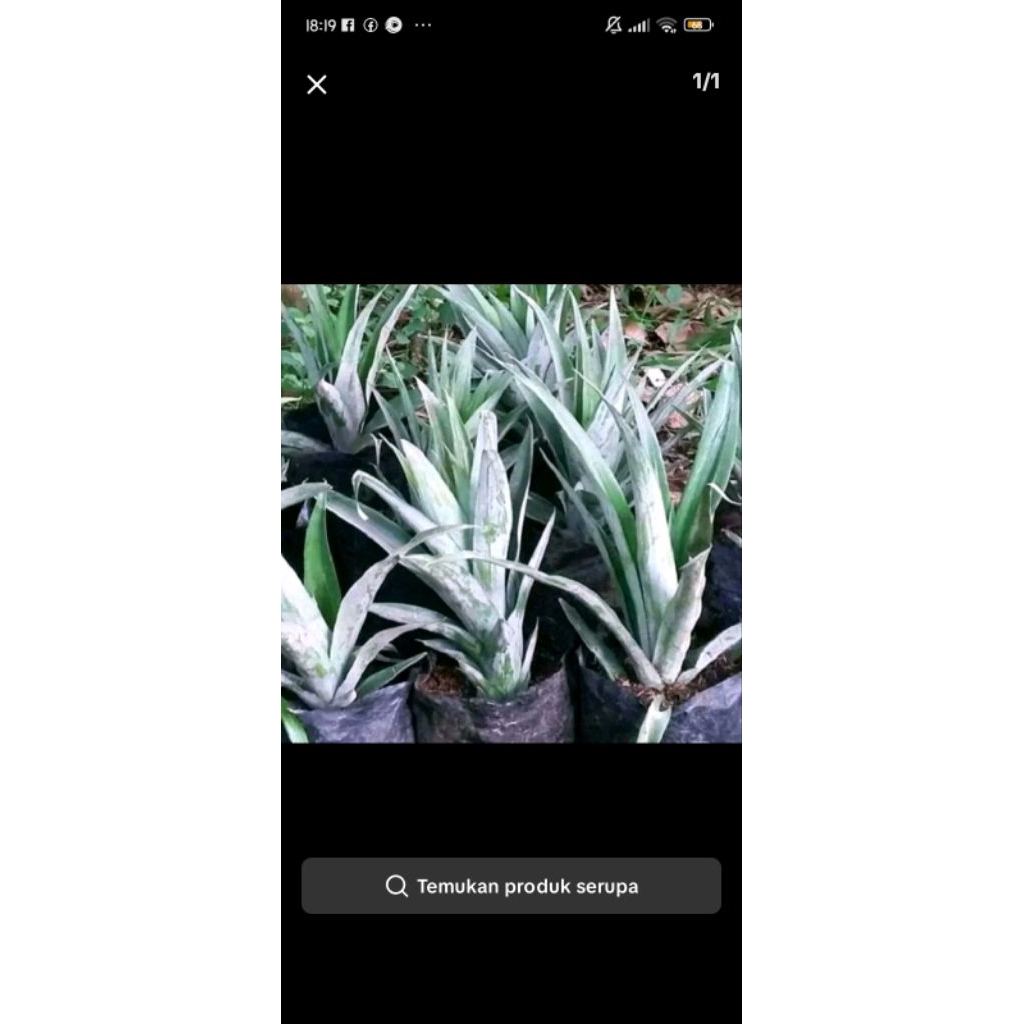 bibit nanas jumbo madu tanpa duri