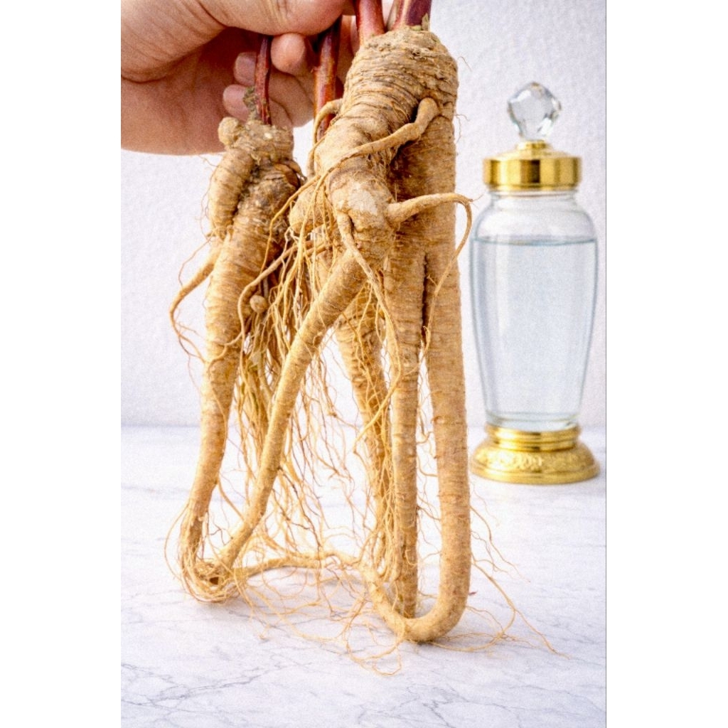 Akar Ginseng Merah Korea 100 gram, Akar Ginseng Premium, Akar Ginseng Merah Korea 100% Asli. 100% Or