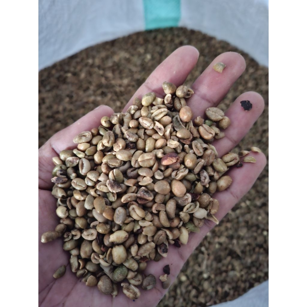biji kopi mentah