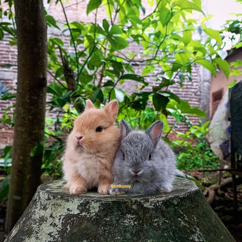 Anakan Kelinci Hias Mini Netherland Dwarf