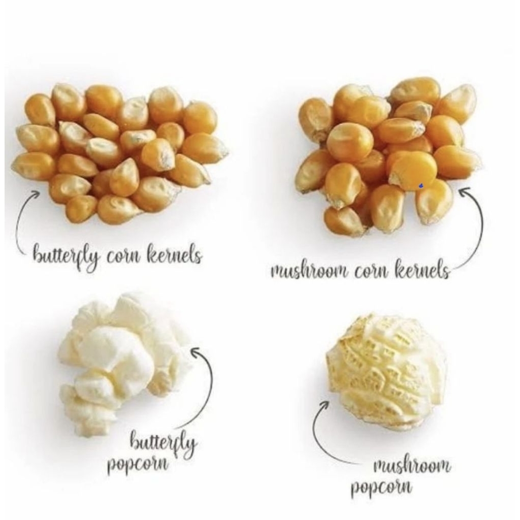 Biji Jagung popcorn Mushroom berkualitas Pipow Popcorn
