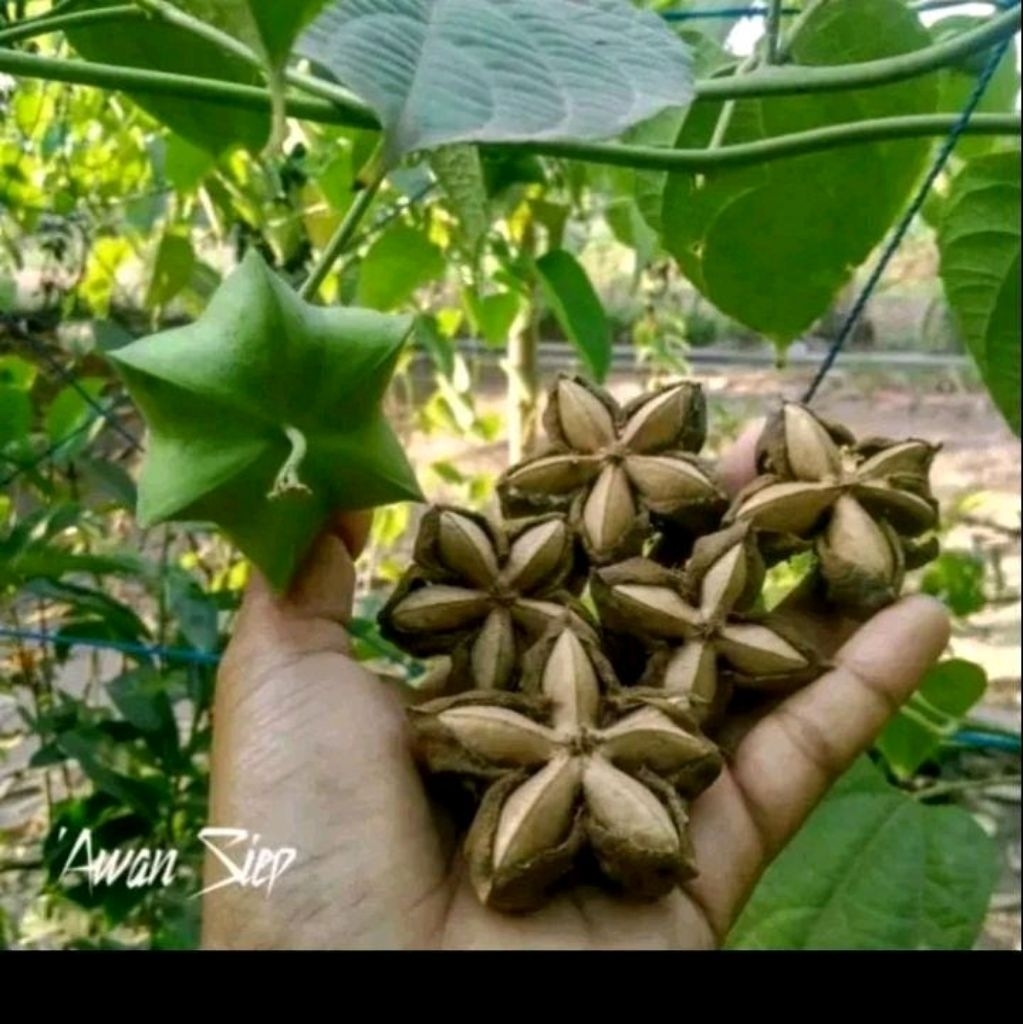 Biji benih kacang Sacha inchi/kacang bintang