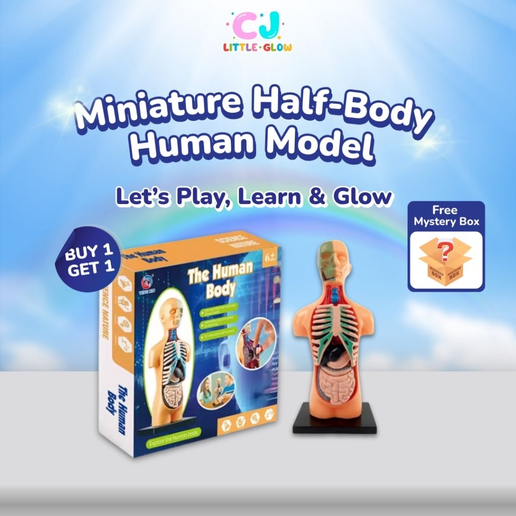 Mainan Anak Edukasi Human Body