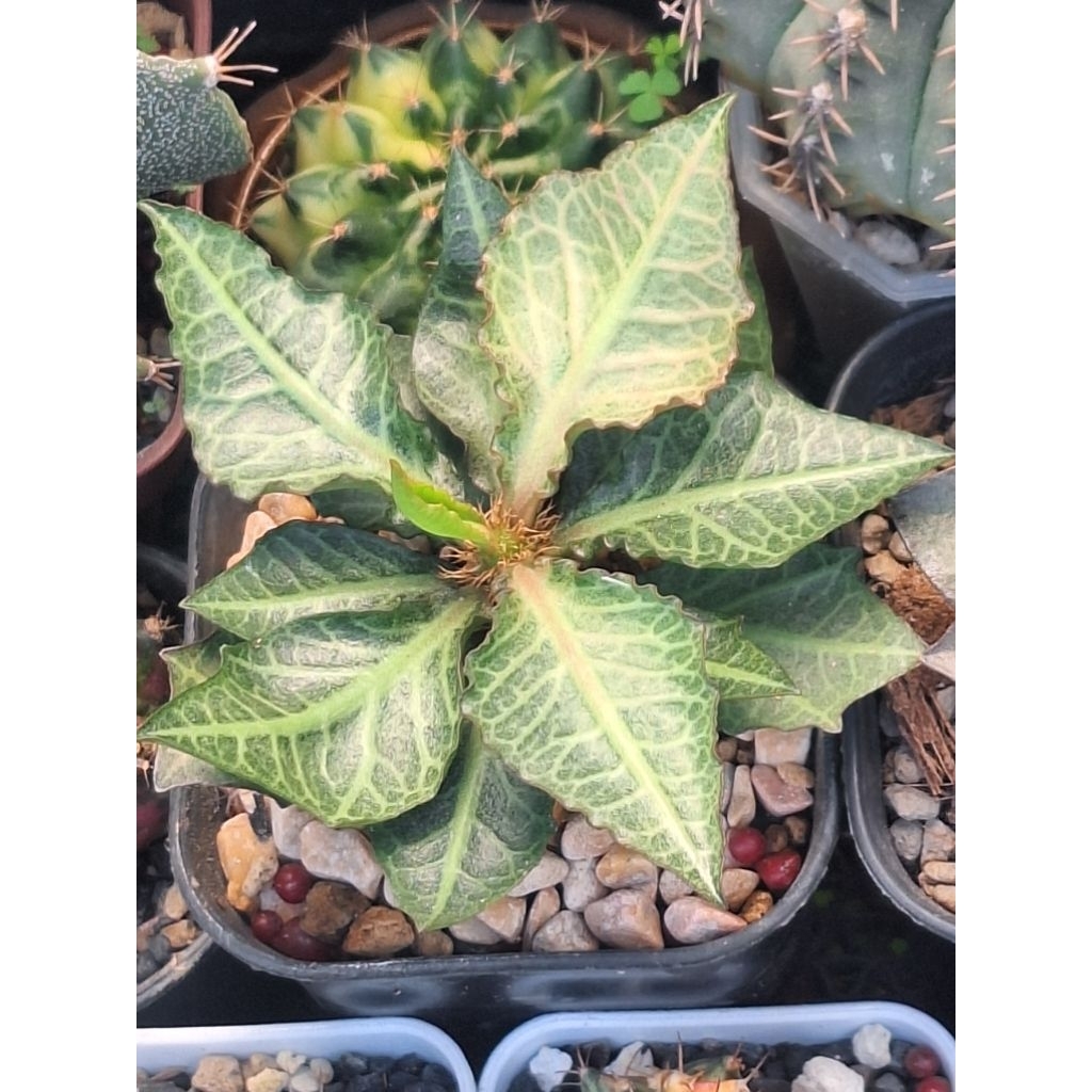 Euphorbia francoisii