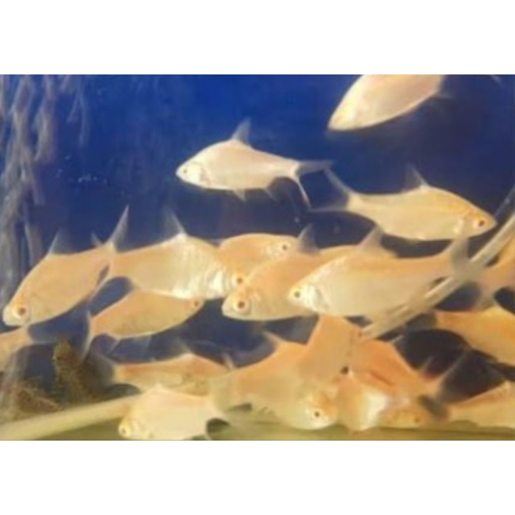 KAVIAT YELLOW MATA HITAM 6CM