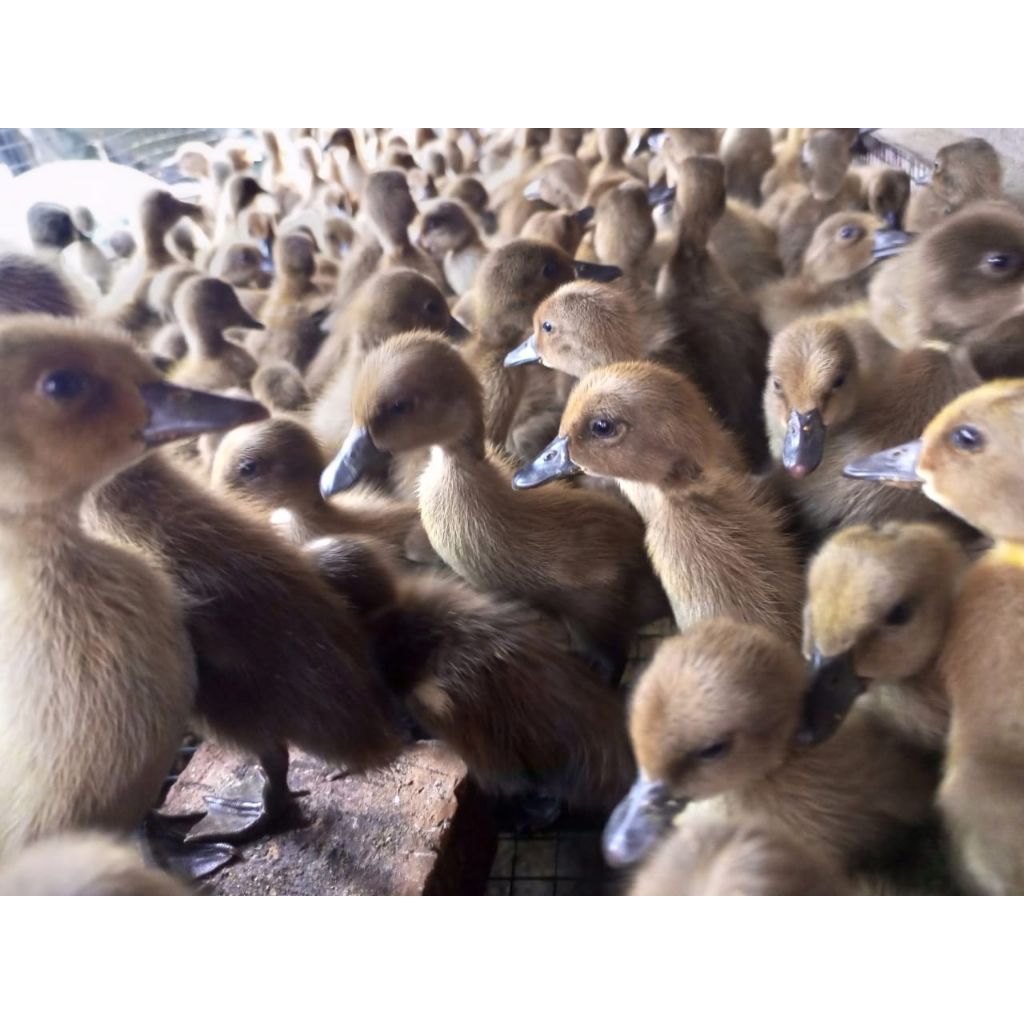 Bibit Bebek Pedaging - Bebek lokal Jantan - Bebek sawah lokal - anak bebek lokal