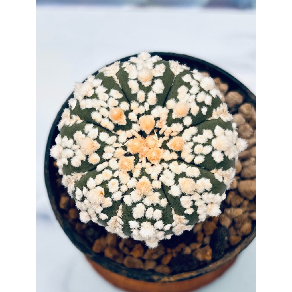 Part 1 Kaktus Astro Astrophytum Asterias Super Kabuto