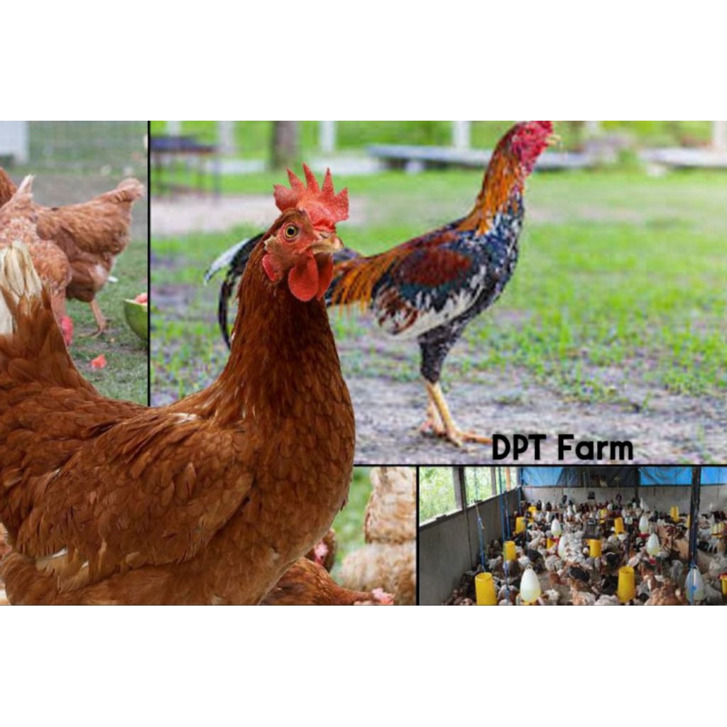 Telur Tetas Ayam Joper | Fresh Harian | DPT Farm