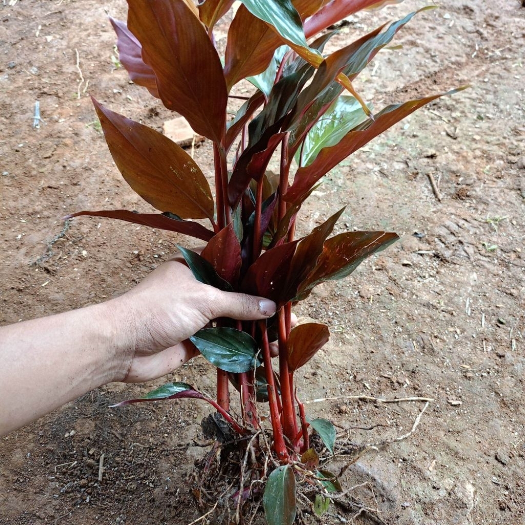 bibit kecombrang merah segar unggul sehat