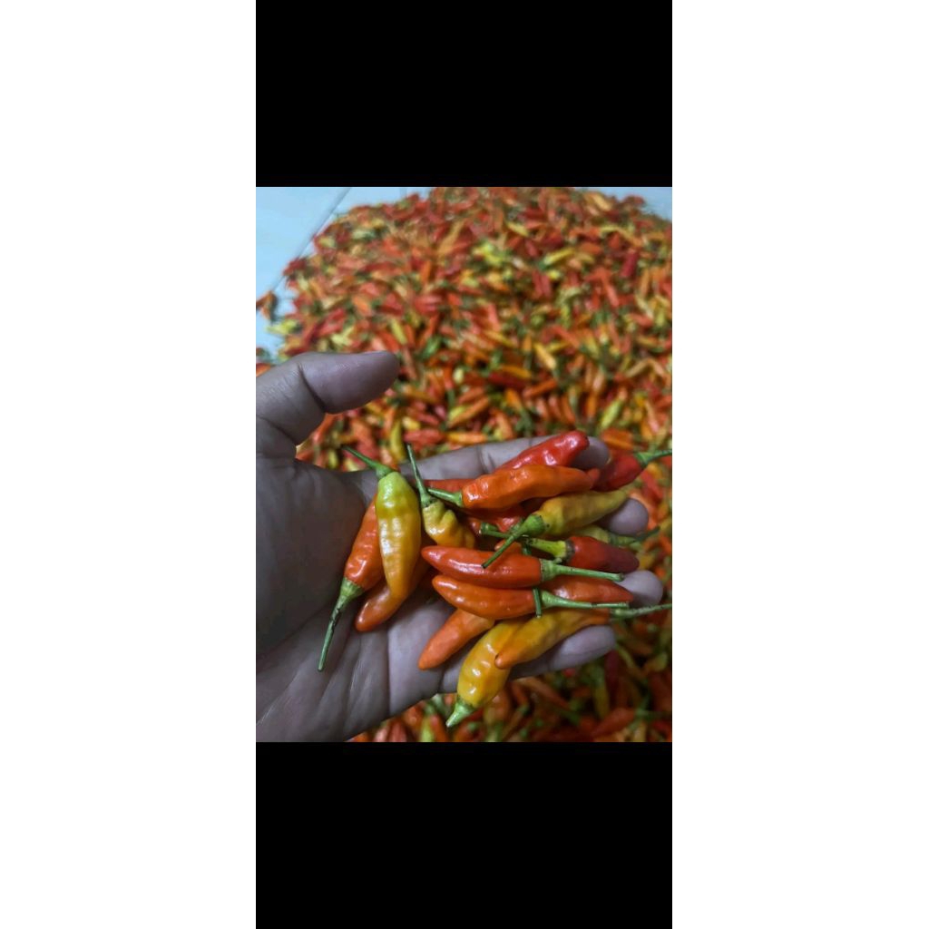cabai rawit merah 1kg