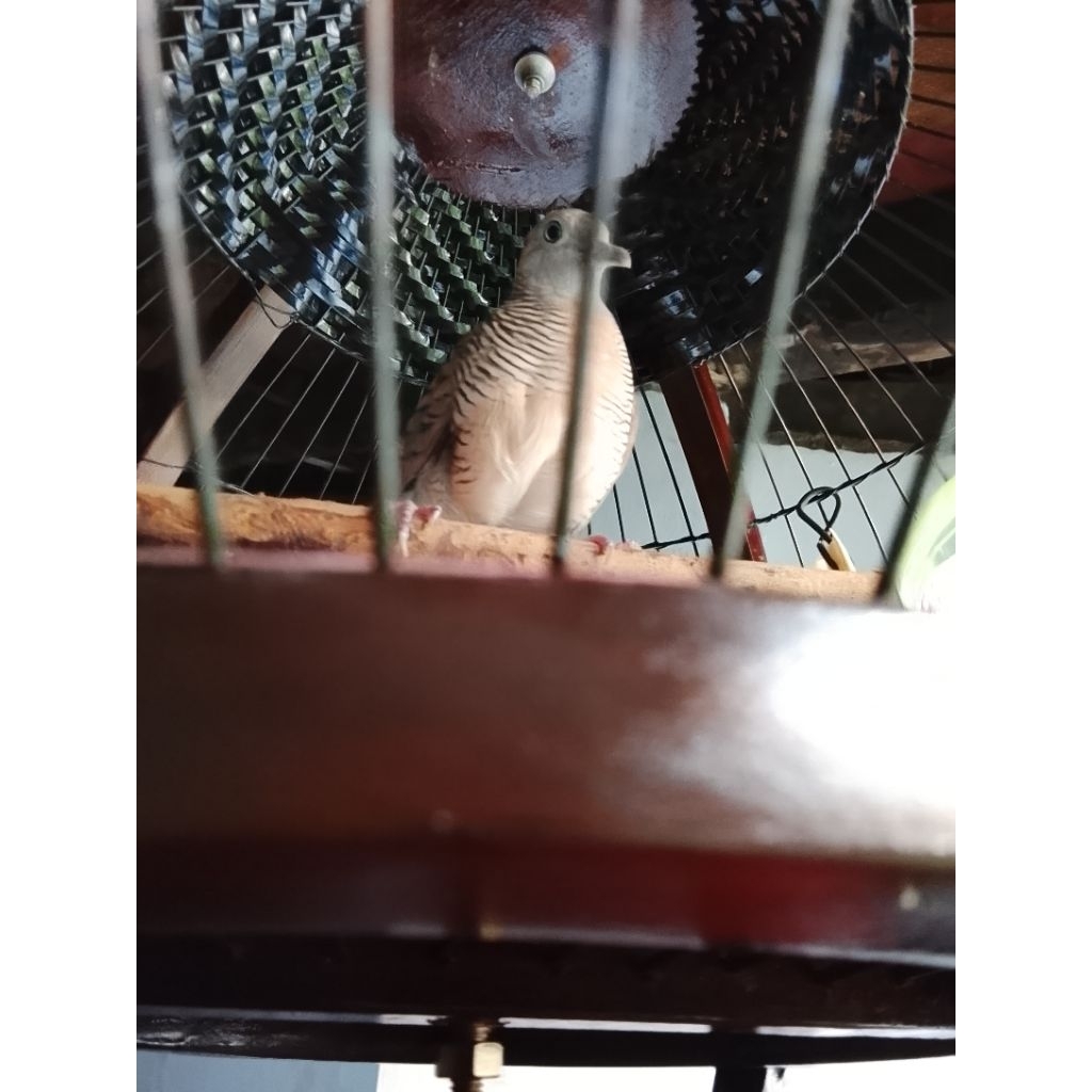 Perkutut Katuranggan Kembang Suruh