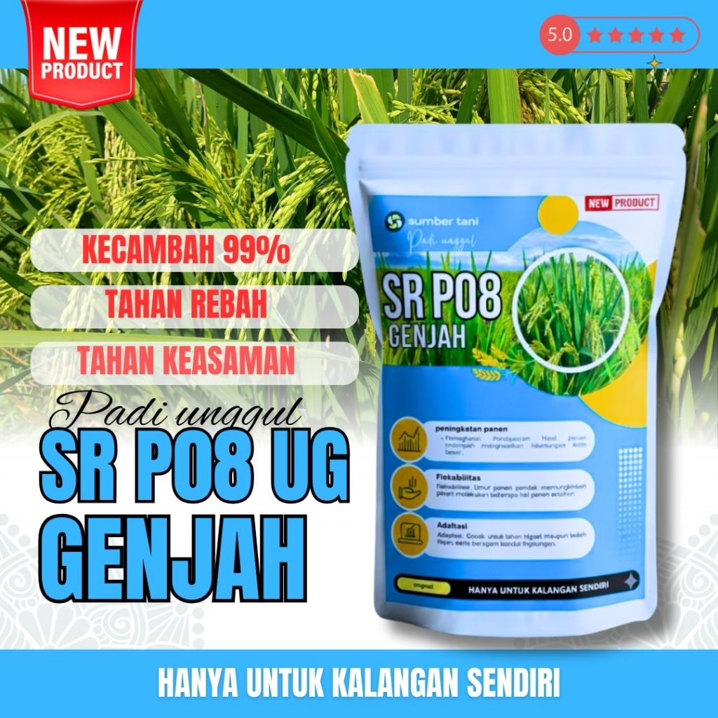 Benih padi Sr P08 ultra genjah ( BENIH PADI SR PO8 UG GENJAH)
