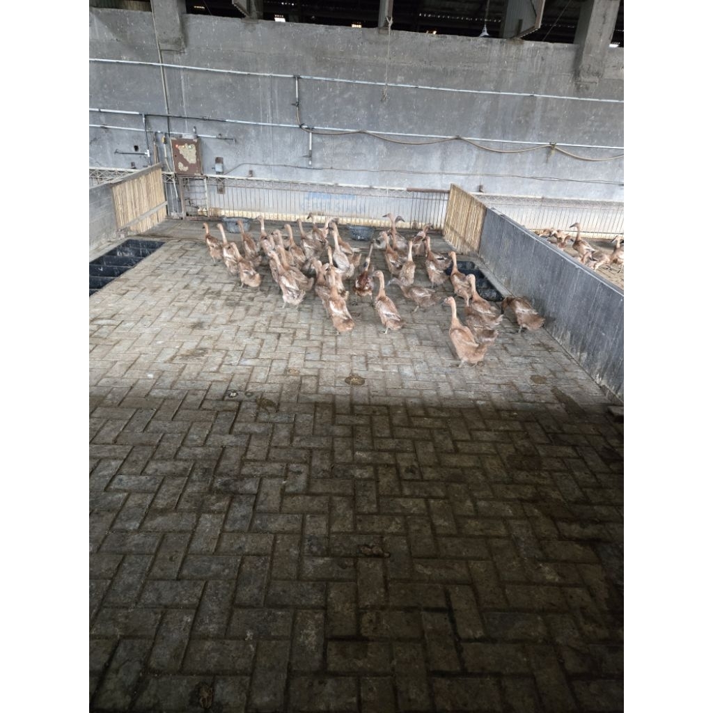 Bebek Petelur Unggul Betina Dewasa Hidup