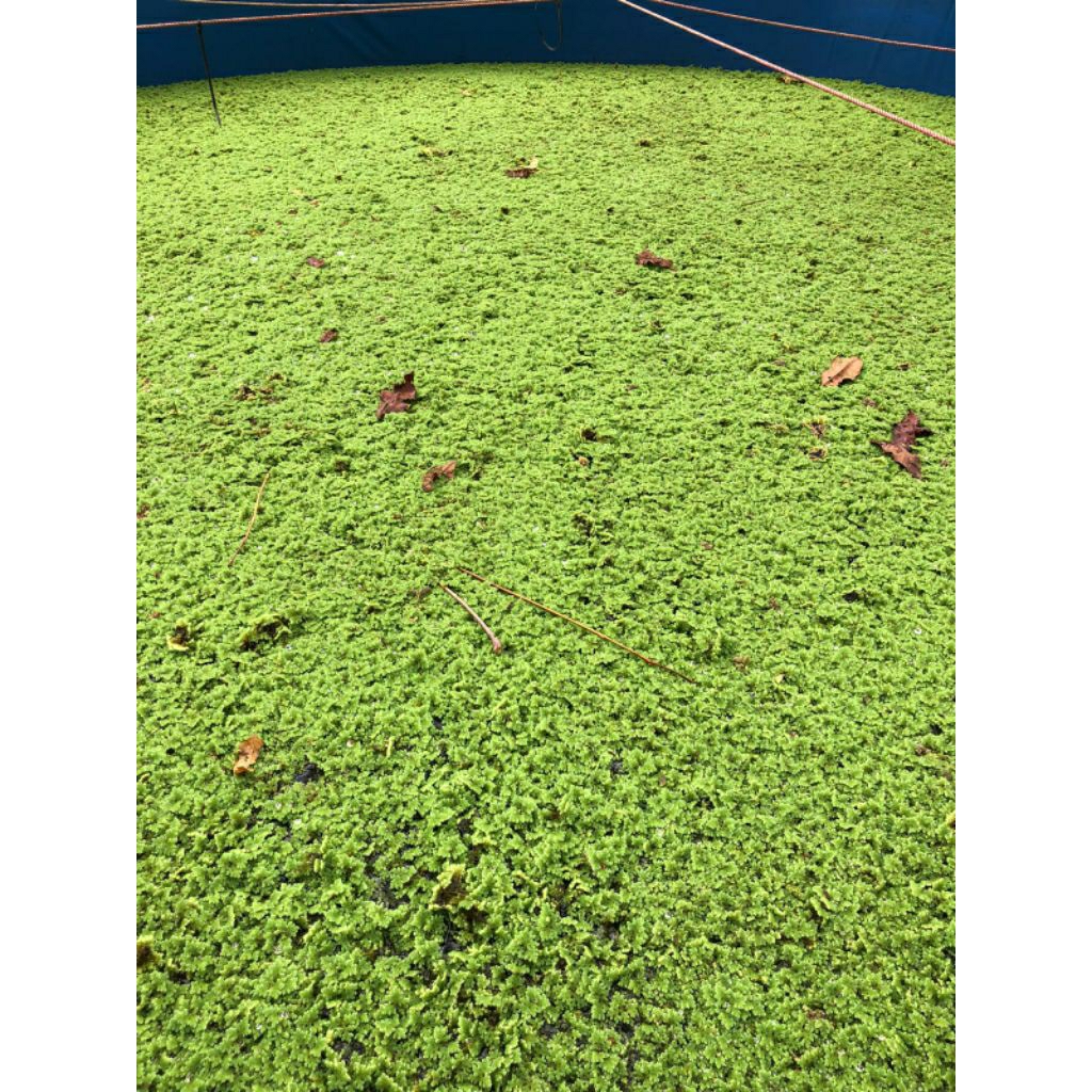 Bibit Azolla Microphylla 1 KG / 1000 G, Benih Tanaman Air Hijau Azolla ini Mudah dalam perawatan dan