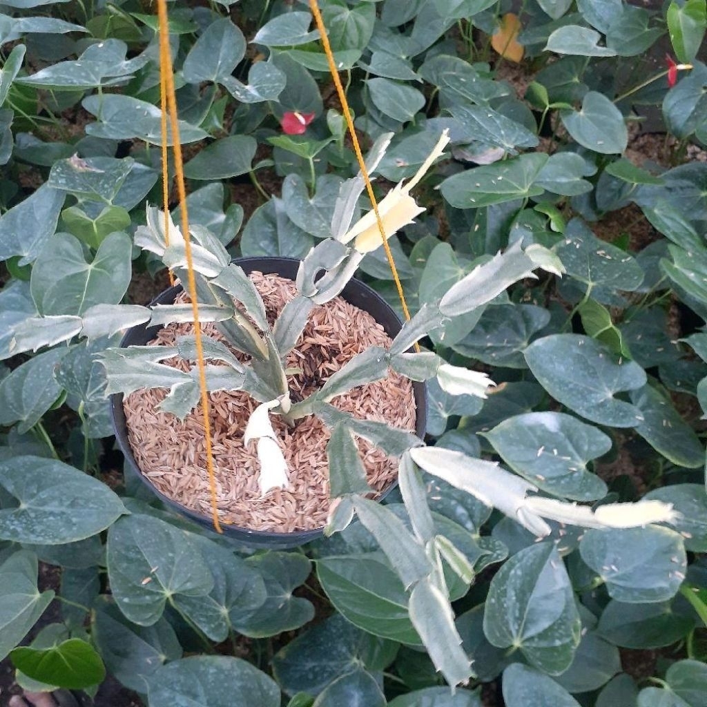 Tanaman Gantung Bunga Kaktus Kepiting Wijaya Kusuma - Tanaman Hias Schlumbergera Variegata