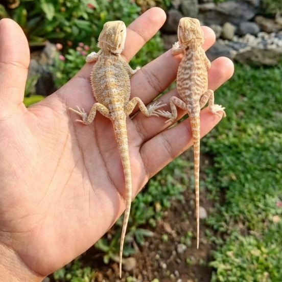 Bearded Dragon / Kadal Gurun Australia